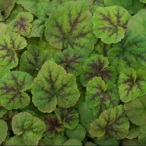 1 gallon - Running Tapestry Foamflower (TIARELLA C. RUNNING TAPESTRY) - 1 gallon - 1 gallon