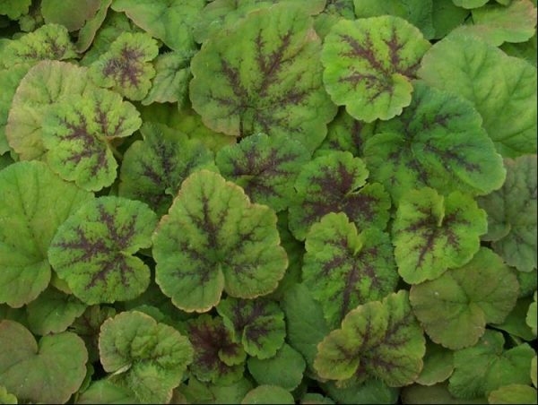 1 gallon - Running Tapestry Foamflower (TIARELLA C. RUNNING TAPESTRY) - 1 gallon - 1 gallon