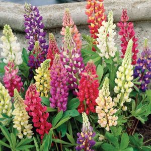 3QT - Russell Hybrid Lupines (LUPINUS P. RUSSELL HYBRIDS) - 3QT - 3QT