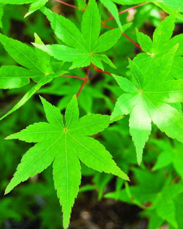 3 gallon - Ryusen Japanese Maple (ACER PA. RYUSEN) - 3 gallon - 3 gallon