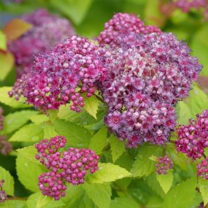 SPIRAEA JAP. 'DBL PLAY® DOLLY'™  G2 10" PW