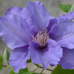 3QT - Sacha™ Clematis (CLEMATIS SACHA) - 3QT - 3QT