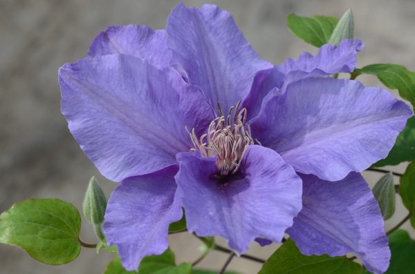3QT - Sacha™ Clematis (CLEMATIS SACHA) - 3QT - 3QT
