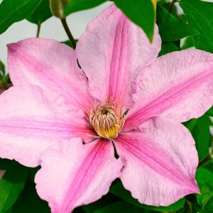 1 gallon - Sally™ Clematis (CLEMATIS SALLY) - 1 gallon - 1 gallon