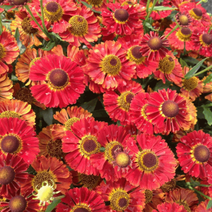 1 gallon - Salsa Sneeze Weed (HELENIUM MARIACHI SALSA) - 1 gallon - 1 gallon