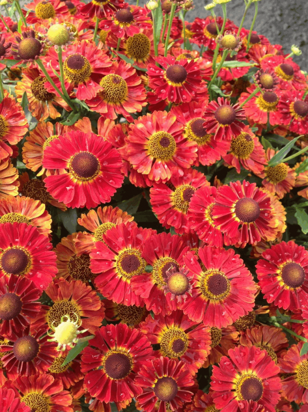 1 gallon - Salsa Sneeze Weed (HELENIUM MARIACHI SALSA) - 1 gallon - 1 gallon