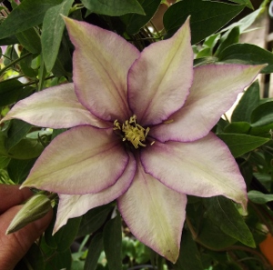 1 gallon - Samaritan Jo Clematis (CLEMATIS SAMARITAN JO) - 1 gallon - 1 gallon
