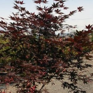 3 gallon 36" - Samurai Sword™ Japanese Maple (ACER PA. SAMURAI SWORD) - 3 gallon 36" - 3 gallon 36"