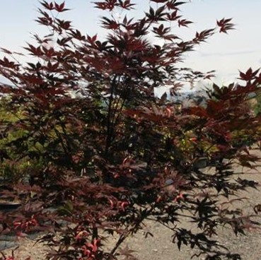3 gallon 36" - Samurai Sword™ Japanese Maple (ACER PA. SAMURAI SWORD) - 3 gallon 36" - 3 gallon 36"