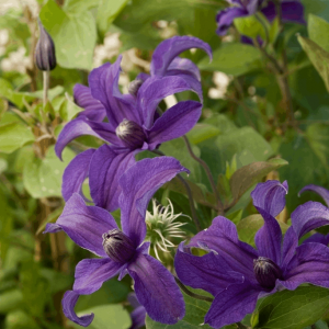 1 gallon - Sapphire Indigo™ Clematis (CLEMATIS SAPPHIRE INDIGO) - 1 gallon - 1 gallon