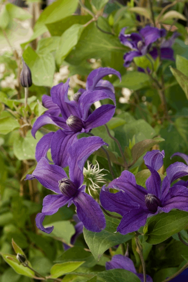 1 gallon - Sapphire Indigo™ Clematis (CLEMATIS SAPPHIRE INDIGO) - 1 gallon - 1 gallon