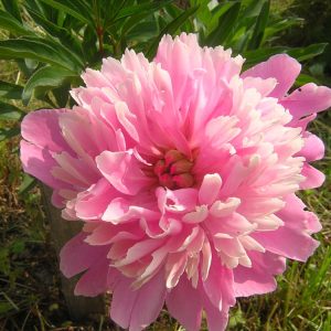 2 gallon - Sarah Bernhardt Peony (PAEONIA SARAH BERNHARDT (PINK)) - 2 gallon - 2 gallon