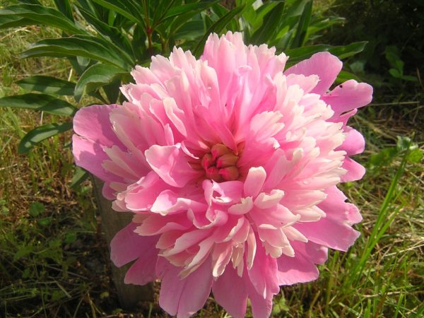 2 gallon - Sarah Bernhardt Peony (PAEONIA SARAH BERNHARDT (PINK)) - 2 gallon - 2 gallon