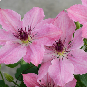 1 gallon - Sarah Elizabeth™ Clematis (CLEMATIS SARAH ELIZABETH) - 1 gallon - 1 gallon