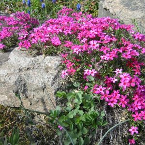 1 gallon - Scarlet Flame Creeping Phlox (PHLOX SUB. SCARLET FLAME) - 1 gallon - 1 gallon