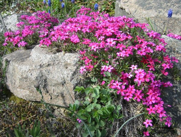 1 gallon - Scarlet Flame Creeping Phlox (PHLOX SUB. SCARLET FLAME) - 1 gallon - 1 gallon