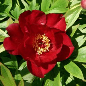 2 gallon - Scarlet Heaven Itoh Peony (PAEONIA I SCARLET HEAVEN  (SCARLET)) - 2 gallon - 2 gallon