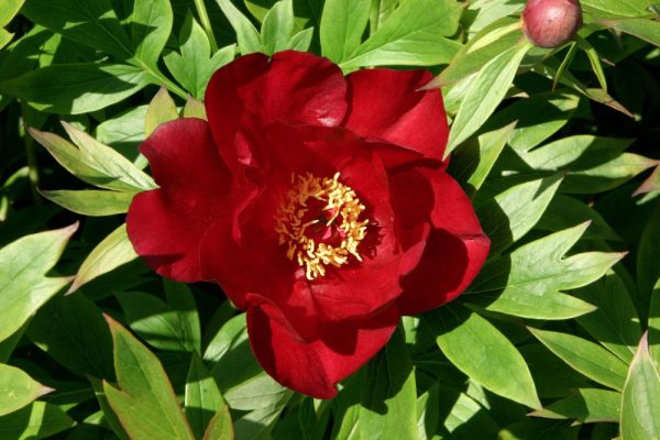 2 gallon - Scarlet Heaven Itoh Peony (PAEONIA I SCARLET HEAVEN  (SCARLET)) - 2 gallon - 2 gallon