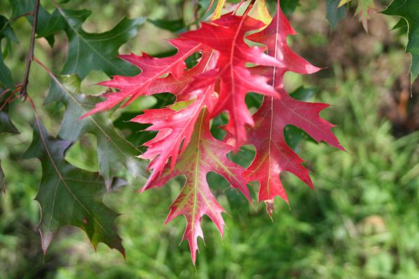 3 gallon - Scarlet Oak (QUERCUS COCCINEA) - 3 gallon - 3 gallon