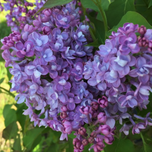 3 gallon 18" - Scentara® Double Blue Lilac (SYRINGA X SCENTARA® DOUBLE BLUE) - 3 gallon 18" - 3 gallon 18"
