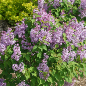 3 gallon - Scentara Pura® Lilac (SYRINGA X HYACIN. SCENTARA PURA) - 3 gallon - 3 gallon