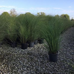 3 gallon - Scout Maiden Grass (GRASS - M. S. SCOUT) - 3 gallon - 3 gallon