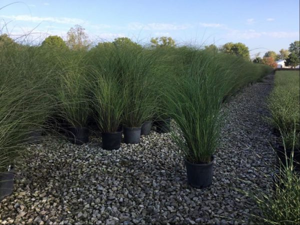 3 gallon - Scout Maiden Grass (GRASS - M. S. SCOUT) - 3 gallon - 3 gallon