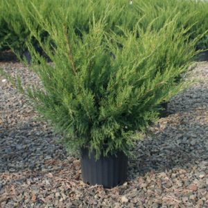 3 gallon 15" - Sea Green Juniper (JUNIPER C. SEA GREEN) - 3 gallon 15" - 3 gallon 15"
