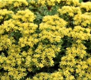 1 gallon - Sedum ROCK 'N LOW™  (SEDUM ROCK N ROUND™ BRIGHT IDEA) - 1 gallon - 1 gallon