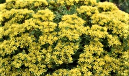 1 gallon - Sedum ROCK 'N LOW™  (SEDUM ROCK N ROUND™ BRIGHT IDEA) - 1 gallon - 1 gallon