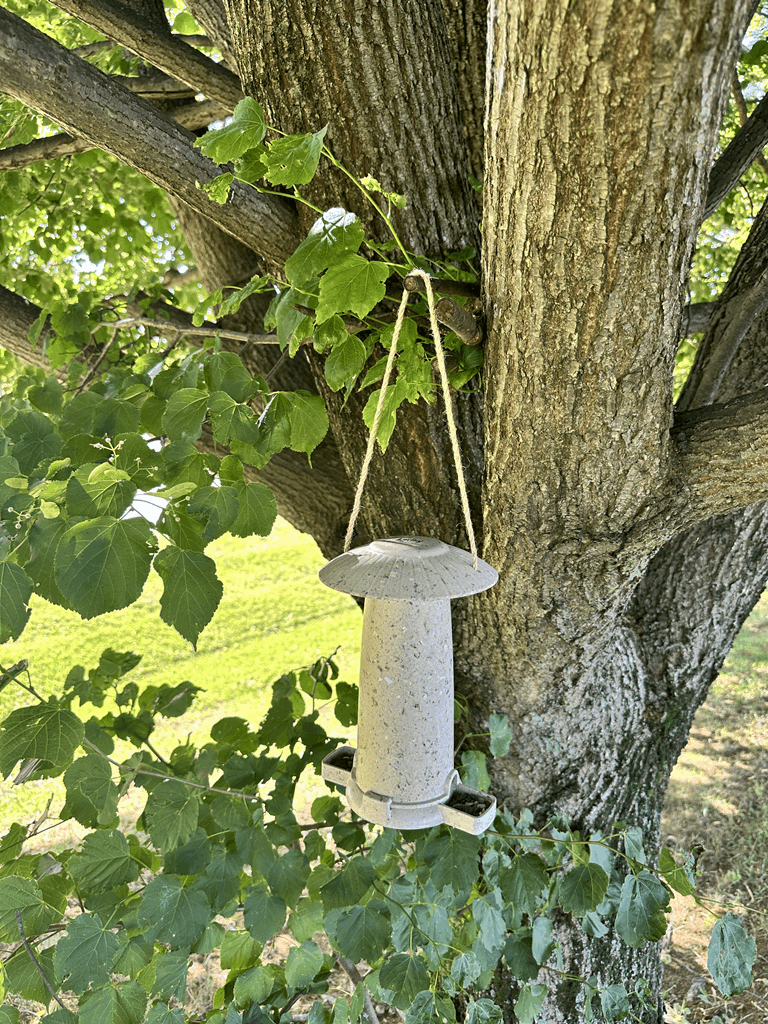 Seed Feeder - Coffee Husks - Image 9