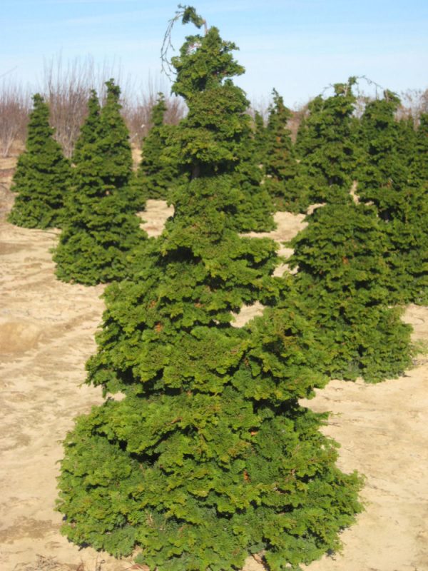3 gallon 18" - Semi-dwarf Hinoki False Cypress (CHAM. OBTUSA COMPACTA) - 3 gallon 18" - 3 gallon 18"