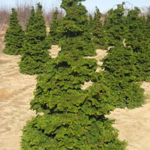 7 gallon 30-36" - Semi-dwarf Hinoki False Cypress (CHAM. OBTUSA COMPACTA) - 7 gallon 30-36" - 7 gallon 30-36"