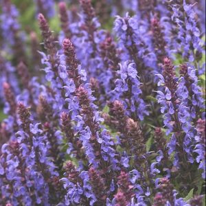 1 gallon - Sensation® Sky Blue Meadow Sage (SALVIA NEMEROSA SENSATION SKY BLUE) - 1 gallon - 1 gallon