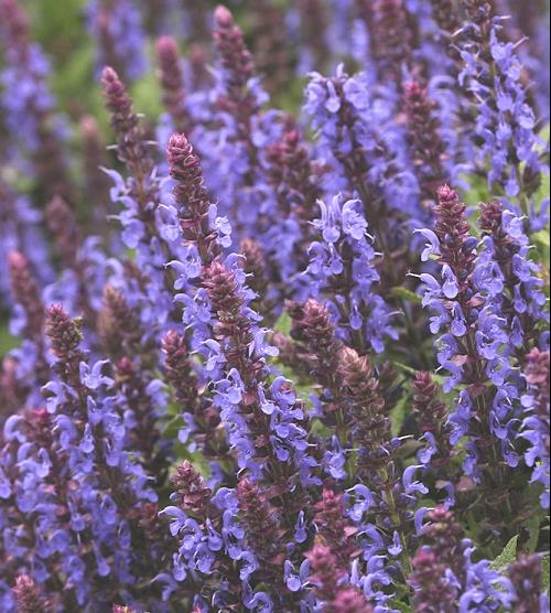 1 gallon - Sensation® Sky Blue Meadow Sage (SALVIA NEMEROSA SENSATION SKY BLUE) - 1 gallon - 1 gallon