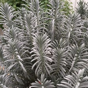 3QT - Sensational!® Lavender (LAVANDULA X I. SENSATIONAL) - 3QT - 3QT