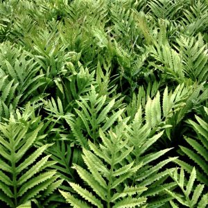 1 gallon - Sensitive Fern (FERN - SENSITIVE) - 1 gallon - 1 gallon