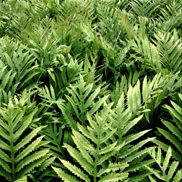 1 gallon - Sensitive Fern (FERN - SENSITIVE) - 1 gallon - 1 gallon