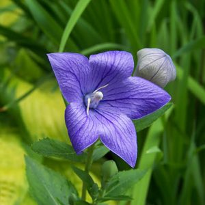 1 gallon - Sentimental Blue Balloon Flower (PLATYCODON SENTIMENTAL BLUE) - 1 gallon - 1 gallon