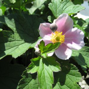 1 gallon - September Charm Anemone (ANEMONE H. SEPTEMBER CHARM) - 1 gallon - 1 gallon