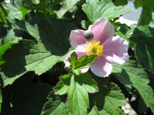 1 gallon - September Charm Anemone (ANEMONE H. SEPTEMBER CHARM) - 1 gallon - 1 gallon