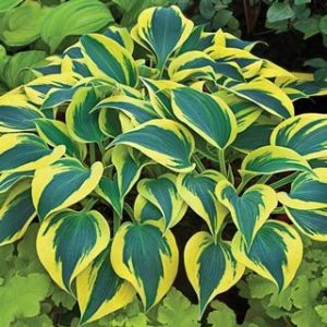 1 gallon - Shadowland® 'Autumn Frost' (HOSTA SHADOWLAND AUTUMN FROST) - 1 gallon - 1 gallon