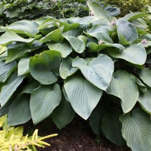 1 gallon - Shadowland® 'Empress Wu' Hosta (HOSTA EMPRESS WU) - 1 gallon - 1 gallon