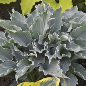 1 gallon - Shadowland® 'Waterslide' Hosta
 (HOSTA SHADOWLAND WATERSLIDE) - 1 gallon - 1 gallon