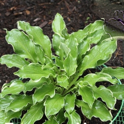1 gallon - Shadowland® 'Wheee!' Hosta (HOSTA WHEEE) - 1 gallon - 1 gallon