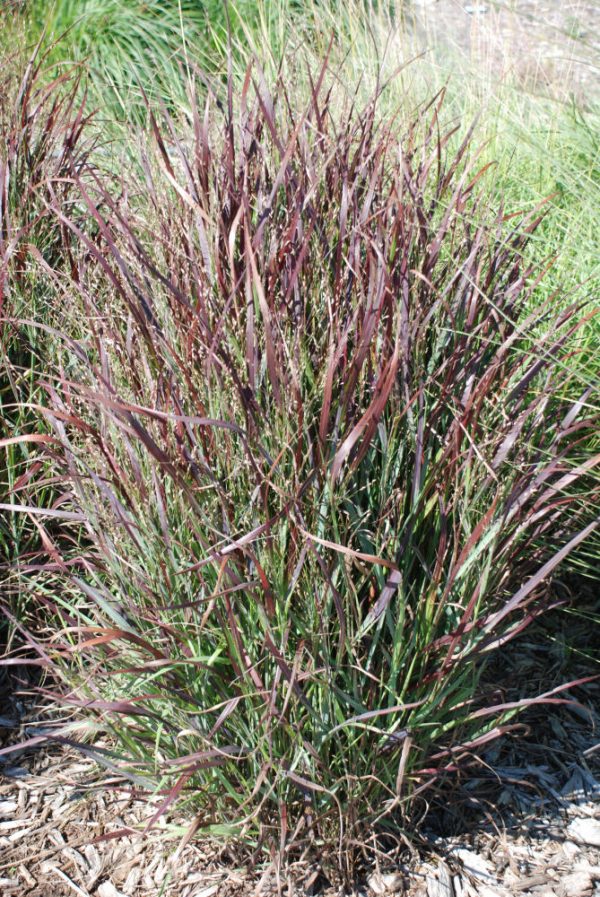 2 gallon - Shenandoah Switch Grass (GRASS - PA. SHENANDOAH) - 2 gallon - 2 gallon