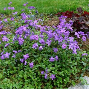 1 gallon - Sherwood Purple Creeping Phlox (PHLOX STOL. SHERWOOD PURPLE) - 1 gallon - 1 gallon