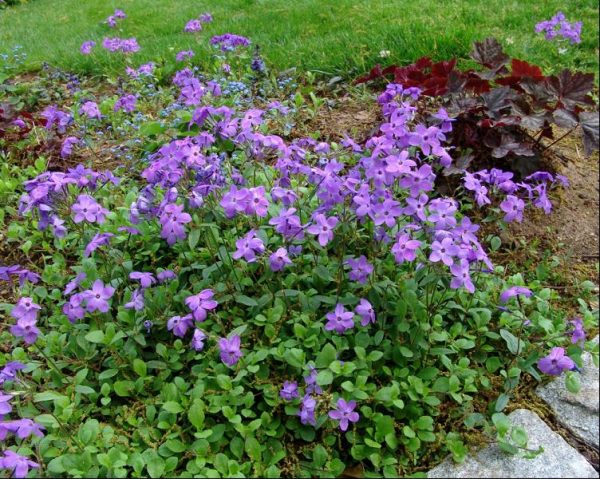 1 gallon - Sherwood Purple Creeping Phlox (PHLOX STOL. SHERWOOD PURPLE) - 1 gallon - 1 gallon