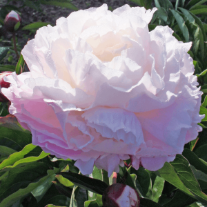 2 gallon - Shirley Temple Peony (PAEONIA SHIRLEY TEMPLE (WHITE)) - 2 gallon - 2 gallon