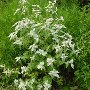 1 gallon - Short Toothed Mountain Mint (PYCNANTHEMUM MUTICUM) - 1 gallon - 1 gallon
